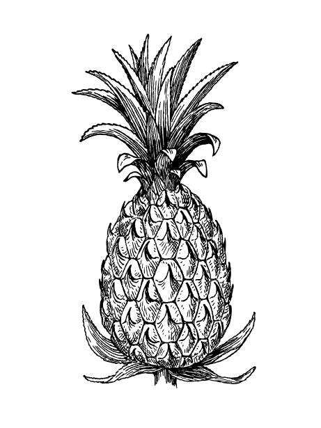 Pineapple Drawing Free Stock Photo - Public Domain Pictures