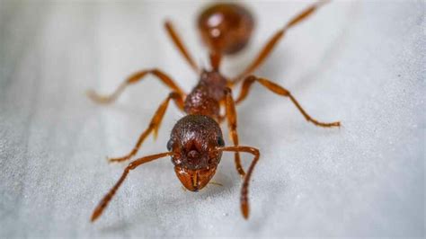 Borax vs Diatomaceous Earth: Which is better for getting rid of ants? - Pest Pit