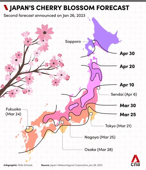 Sakura forecast for 2023: When and where to spot cherry blossoms around ...