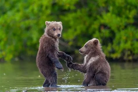 'Give me 5 with your bear hands': Two cute cubs play around in river - World News - Mirror Online