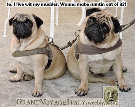 Un po 'Comico... Pugs, funny pug meme, funny pug pictures, funny dog pictures - GRAND VOYAGE ITALY