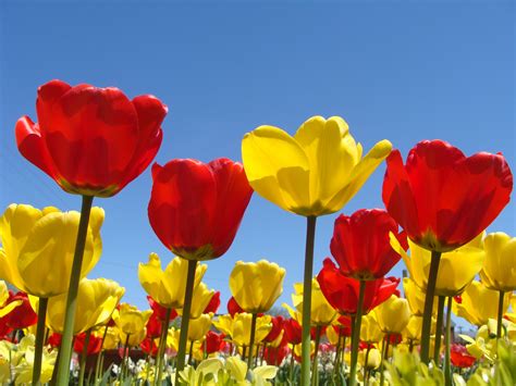 Spring Flowers Wallpapers HD (50+ Images) Free Download