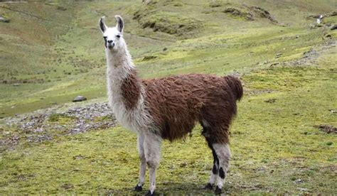 Guanaco vs Llama: A Detailed Exploration of their Differences and Similarities - World's Finest Wool