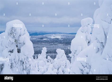 Lapland, January 2023 - Winter Lapland landscape near Kuusamo, Finland ...