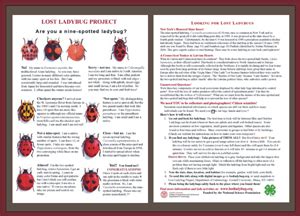 Ladybug Identification Chart