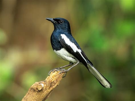 Unveiling the Enigmatic Charm: Exploring the Oriental Magpie-Robin's Mesmerizing Beauty (Video)