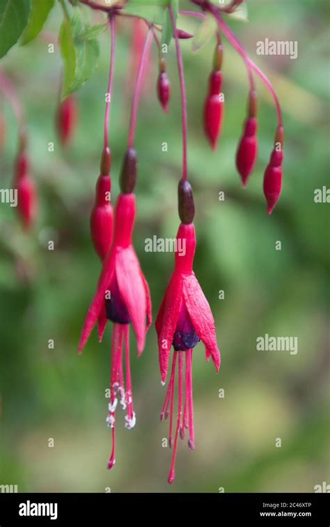 Fuchsia varieties hi-res stock photography and images - Alamy