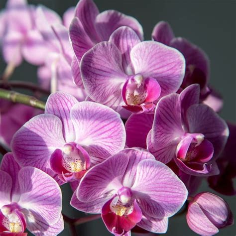 Phalaenopsis Orchid Care Ideas - Batang Tabon