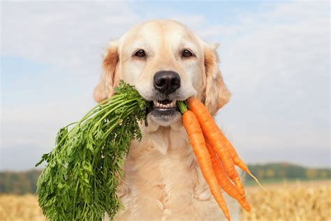 Feeding Your Dog Human Food: What You Need To Know