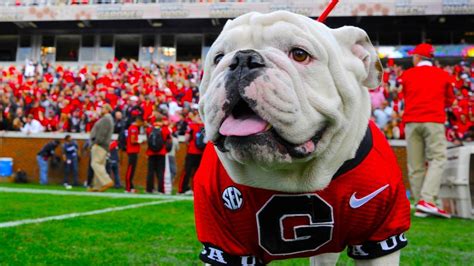 The inside story of Uga the Georgia Bulldogs’ mascot’s fame | Macon ...