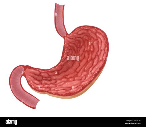 Illustration of empty stomach Cut Out Stock Images & Pictures - Alamy