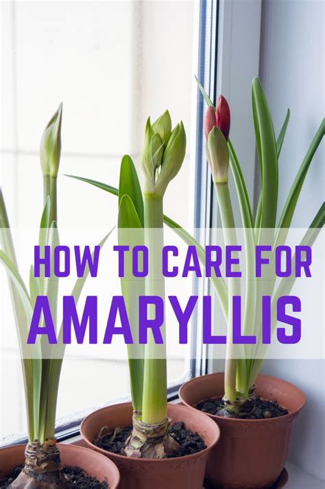 How to Care for a Potted Amaryllis So That It Blooms Again - Dengarden