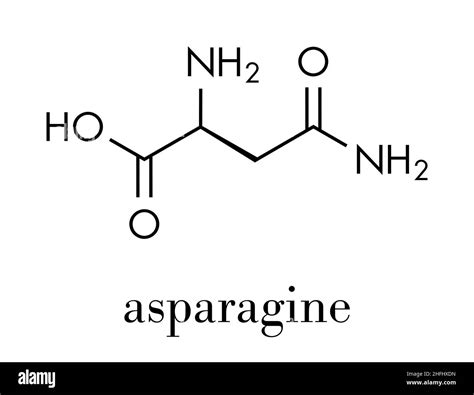 Asparagine amino acid molecule Black and White Stock Photos & Images ...