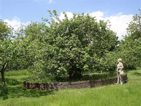 Isaac Newton Under The Apple Tree