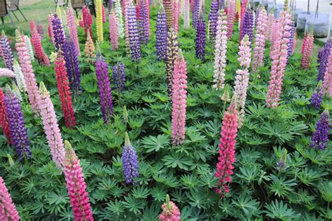 Lupine Seeds: Grow This Beautiful Wildflower in Your Own Garden - A-Z Animals