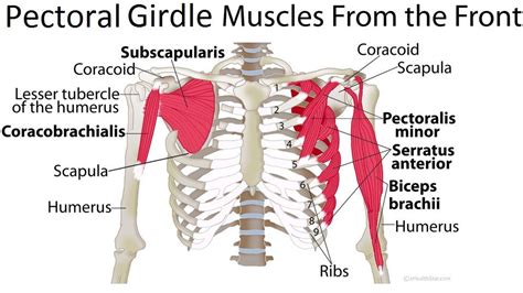 Pectoral Girdle Anatomy: Bones, Muscles, Function, Diagram | Shoulder blade muscles, Muscle ...