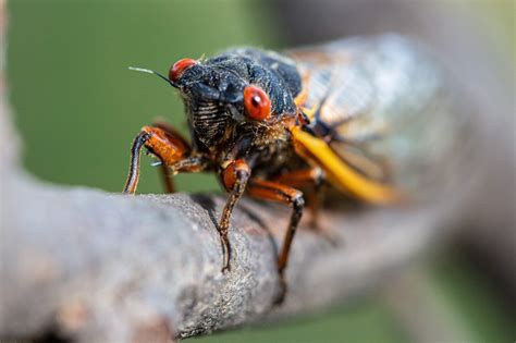 Can Your Dog Eat Cicadas? | Springtime Supplements