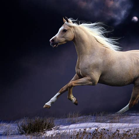 Beautiful Horse Wallpaper (66+ images)