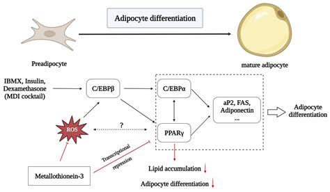 Antioxidants | Free Full-Text | Metallothionein 3 Inhibits 3T3-L1 ...