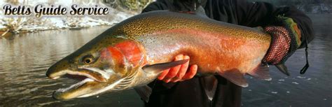 When To Fish Michigan Steelhead | Steelhead Salmon Guide