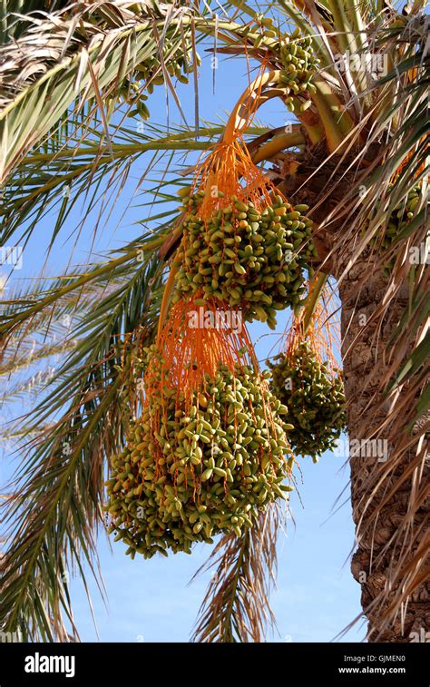 tree fruit palm tree Stock Photo - Alamy