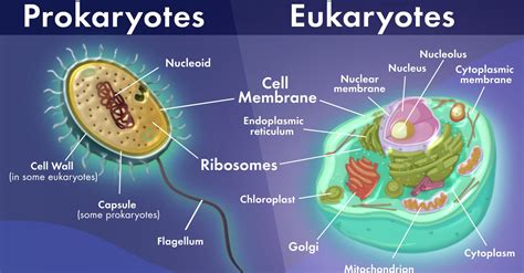 15 Key Differences Between Prokaryotic and Eukaryotic Cells - CBSE Class Notes Online ...