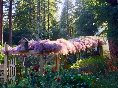 Wisteria – Growing Tips & Maintenance | Gardening Tips for the Santa Cruz Mountains