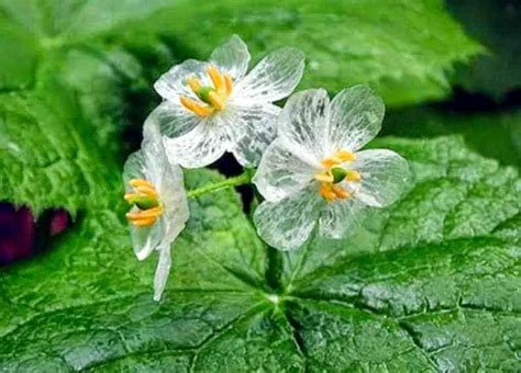 20 Spectacular Rare Skeleton Flower Seeds Perfect for Winter - Etsy