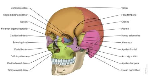 Huesos Del Cráneo