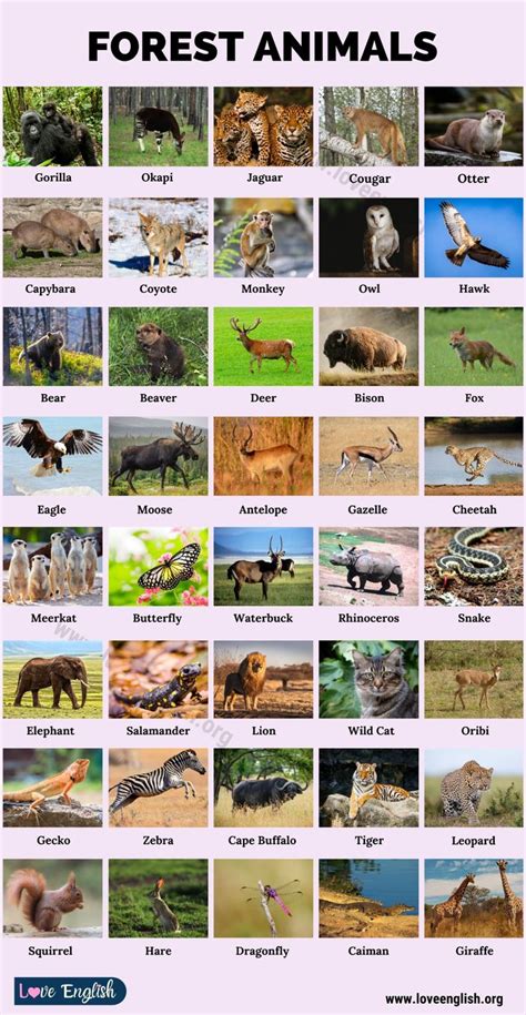 Forest Animals: 40 Common Names of Animals in the Forest - Love English | Animals name in ...