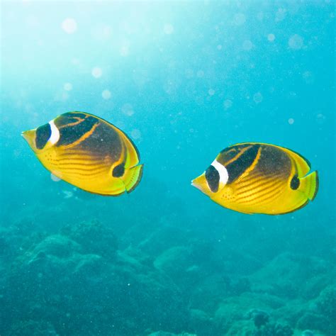 Raccoon Butterflyfish | Ken-ichi Ueda | Flickr