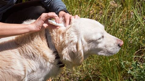 giving-dog-tick-prevention-treatment-frontline-hiking - Hunting Waterfalls