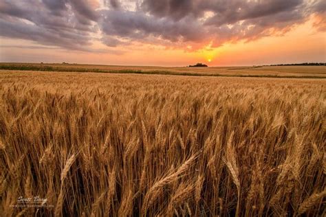 Photographing the Kansas Wheat Fields | Scott Bean Photography