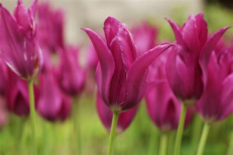 Premium Photo | Pink tulips in the garden