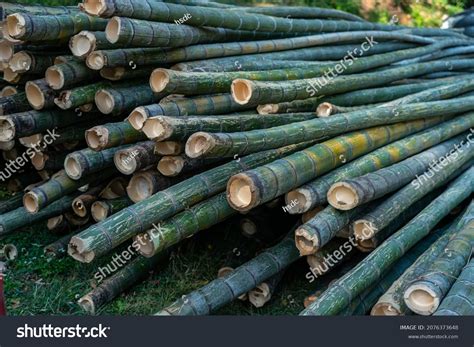 196 Moso Bamboo Images, Stock Photos & Vectors | Shutterstock