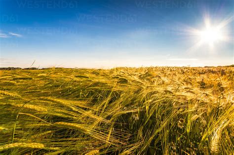 Field of barley at sunset - SMAF00775 - Scott Masterton/Westend61