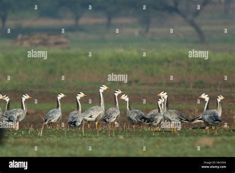 Bar headed goose highest flying bird in the world at Veer Dam near Pune ...