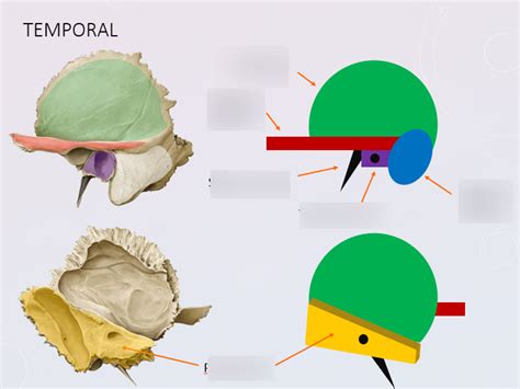 Temporal I Diagram | Quizlet