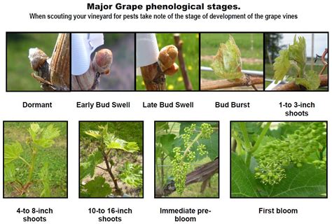 EnoViti: Eichhorn-Lorenz Grapevine Phenology