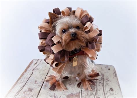 Lion Dog Costume Pet Halloween Costume Rush Order Size