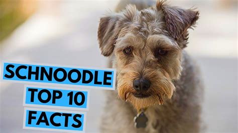 Schnoodle - TOP 10 Interesting Facts - YouTube