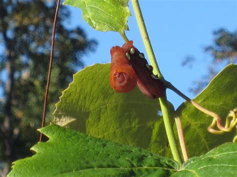 2013 Pandora Sphinx Moth Caterpillar | Sally | Flickr