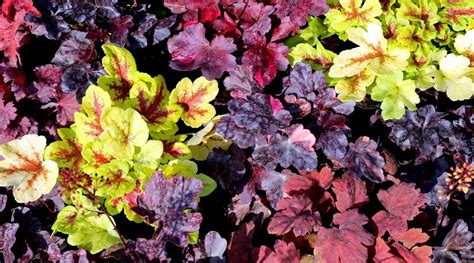 31 Different Coral Bell (Heuchera) Varieties