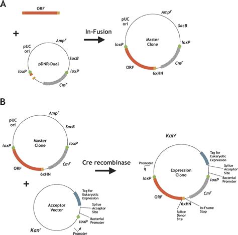 Many Paths to Many Clones: A Comparative Look at High-Throughput Cloning Methods