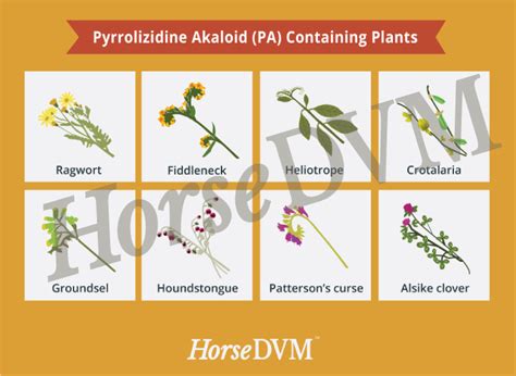 Pyrrolizidine Alkaloid Toxicity | HorseDVM Diseases A-Z