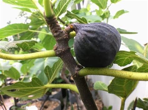 Anjeer Fruit Tree | Fruit Trees