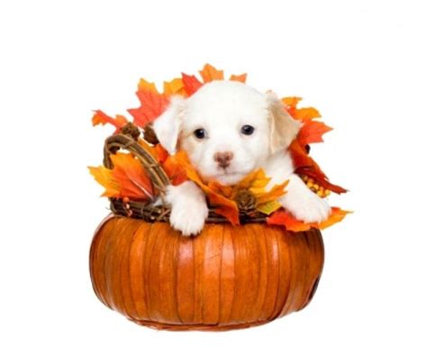 Thanksgiving Puppy Wallpaper