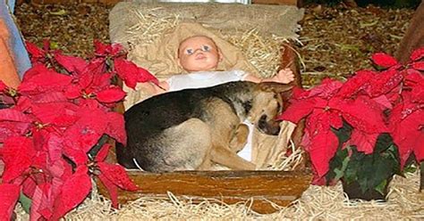 Homeless Pup Sought Warmth On Frigid Night, Curled Up In Nativity Scene Manger