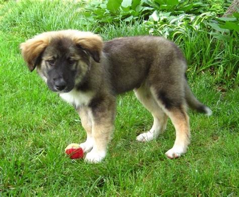 Leonberger Dog Info, Puppies, Temperament, Care, Training, Pictures