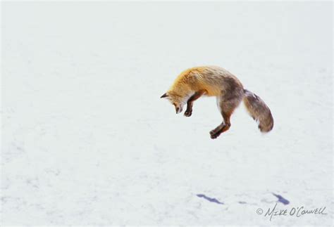 Jumping Fox in Snow Photograph Fine Art Photographic Print From ...